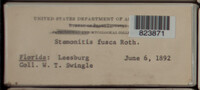 Stemonitis fusca image